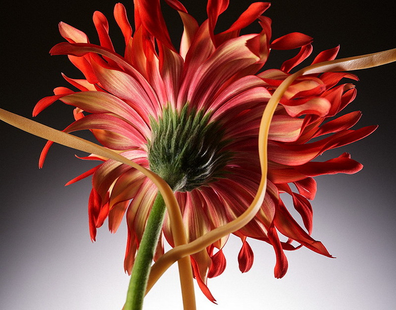 Глава УАФ Шевченко ответил, действительно ли связан с компаниями Абрамовича